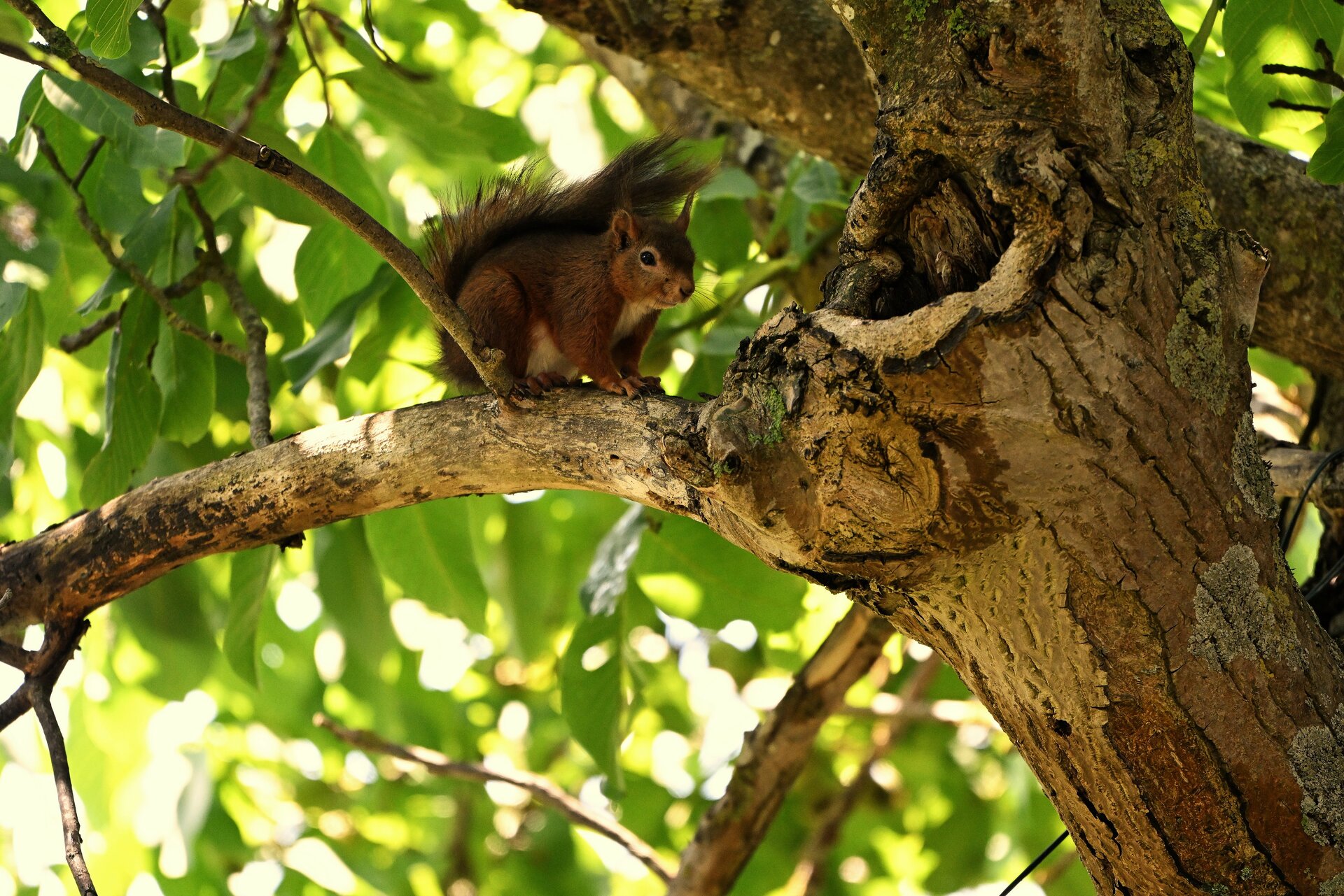 hörnchen 3.jpg