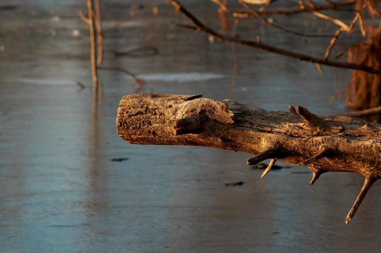 Holz_am_See.jpg