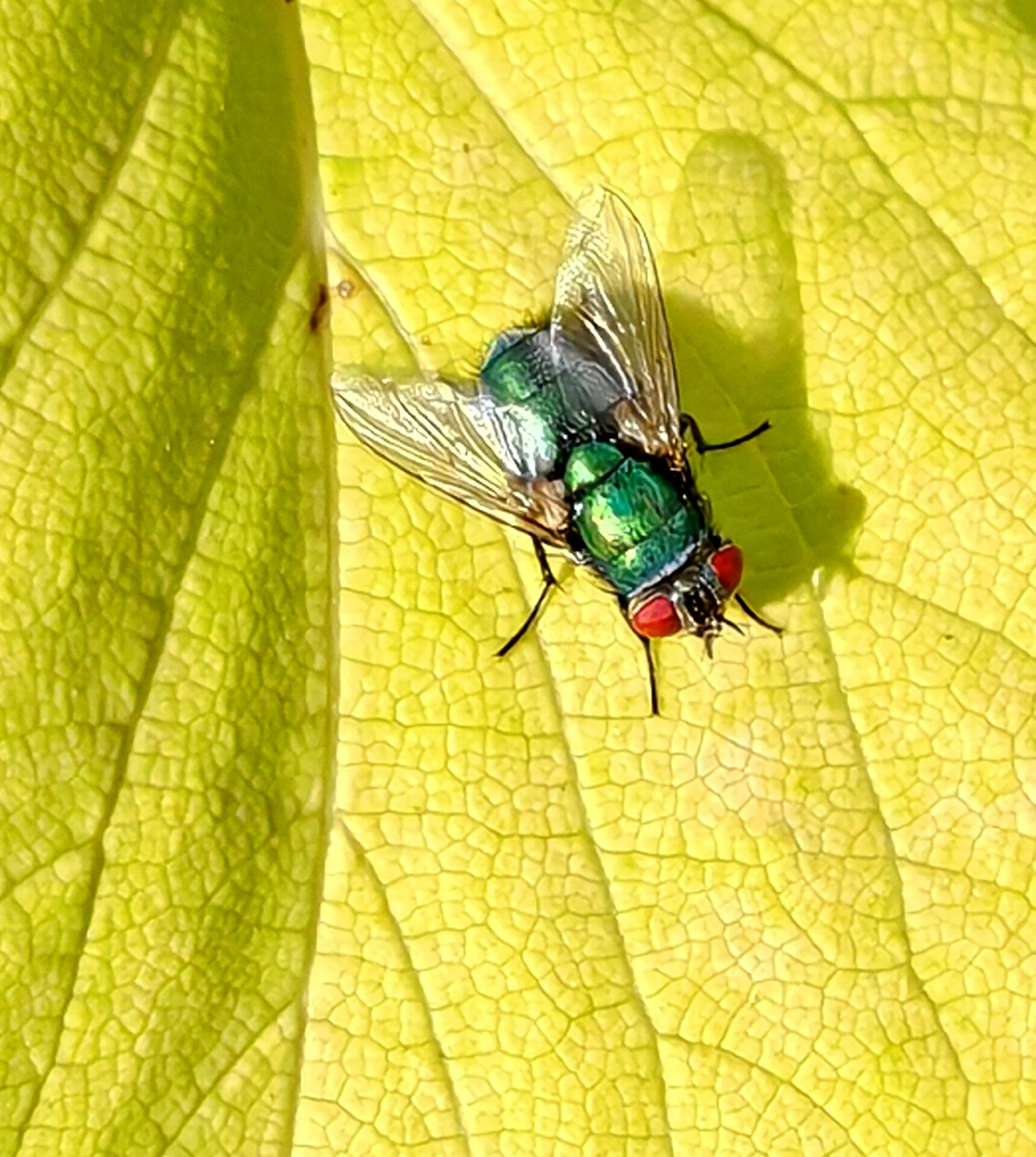 Honor, 14.09.2023-2.jpg