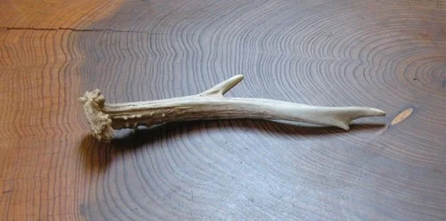 horny.webp