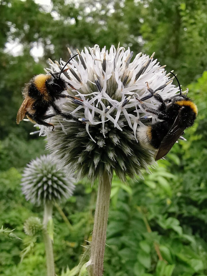 Hummel-Distel-1200px.jpg
