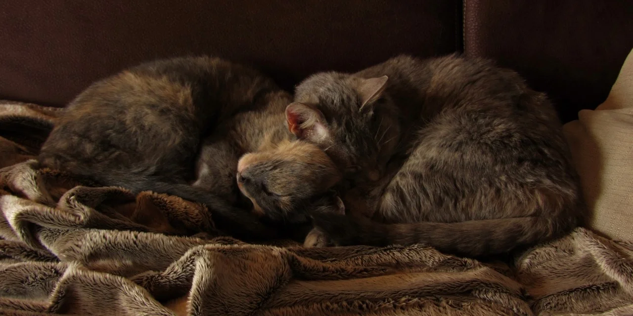 IMG_0449 (1280x640).webp