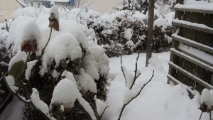 IMG_0453 (300x169).jpg
