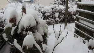 IMG_0453 (300x169).webp