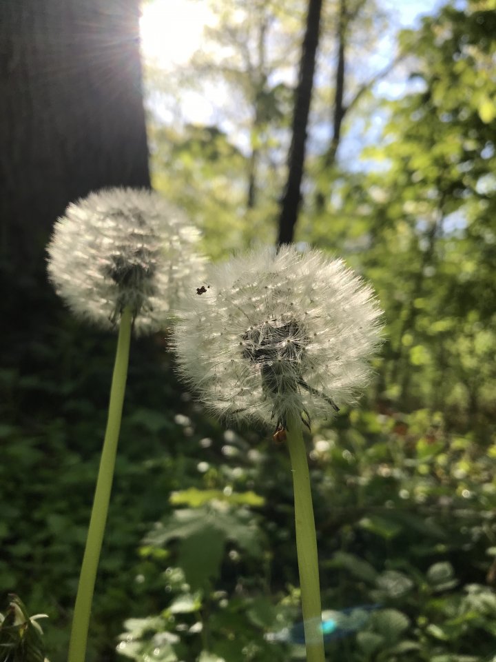 IMG_1829.jpeg