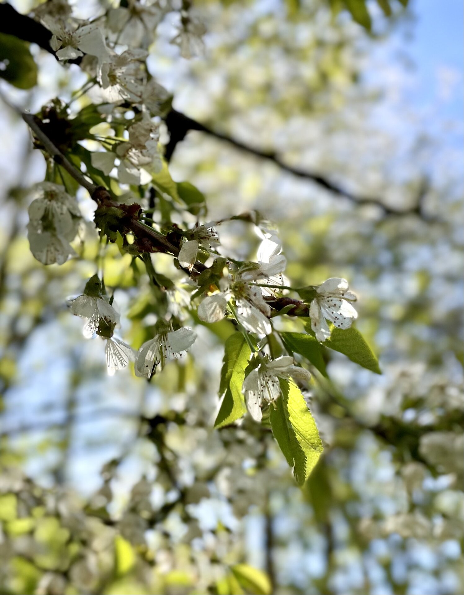 IMG_1940.jpeg
