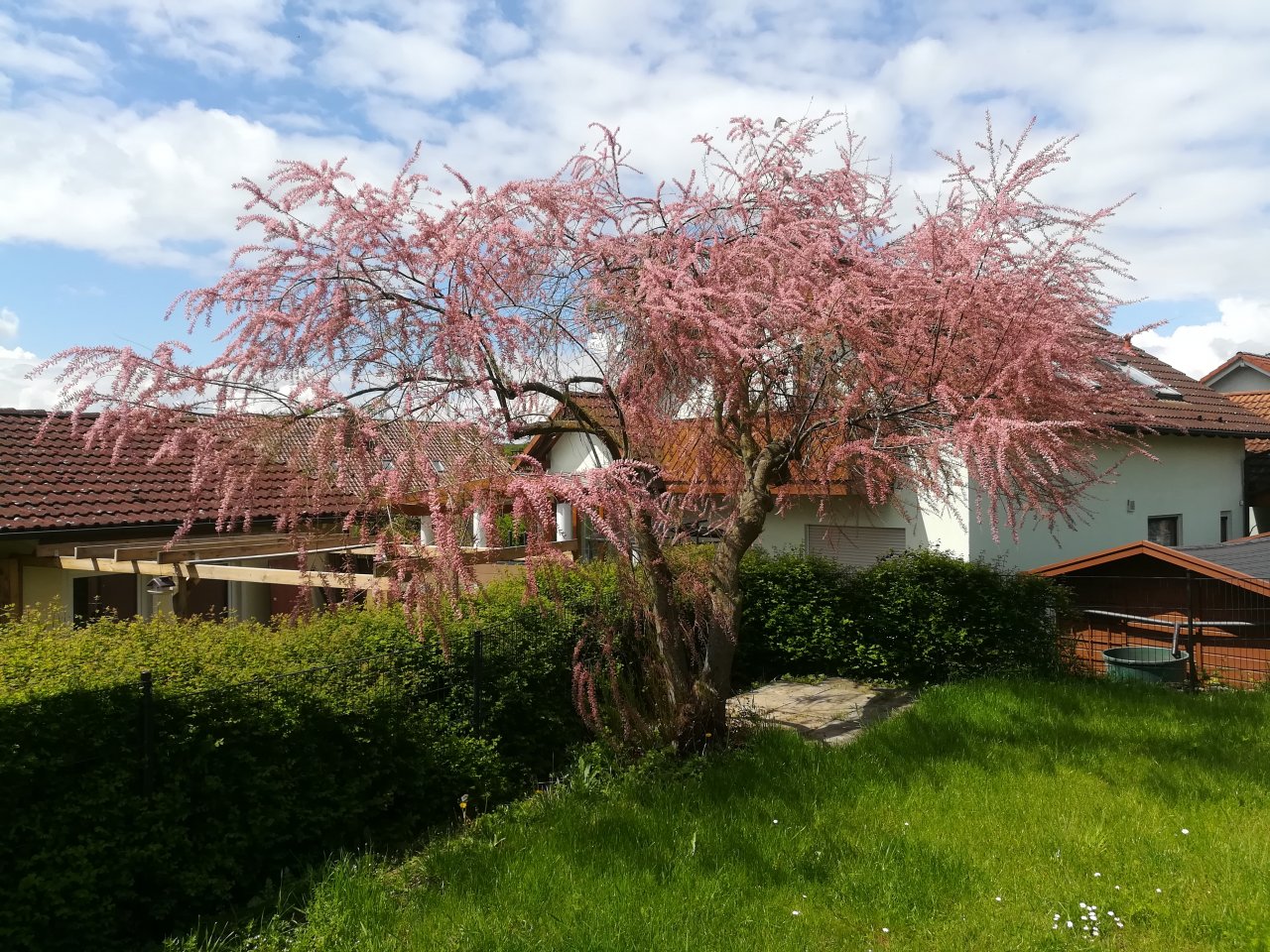 IMG_20210520_121044.jpg