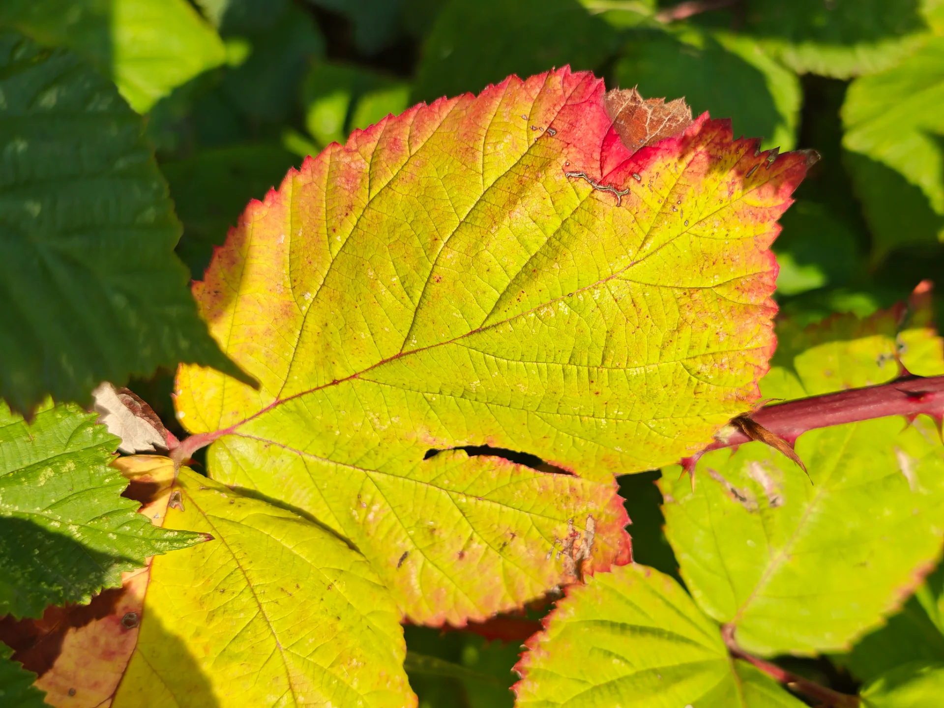 IMG_20261022_085957.webp