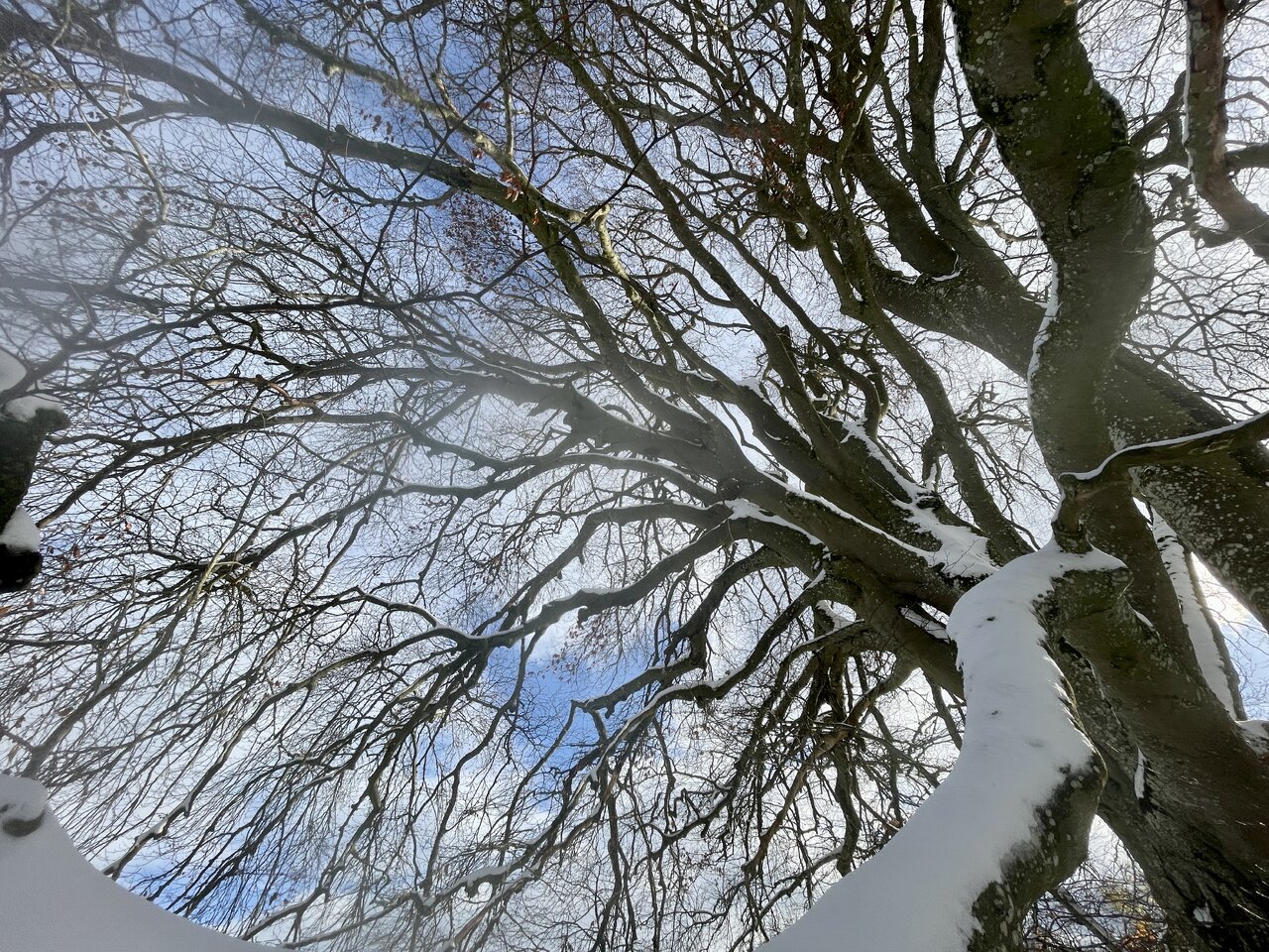 IMG_8442.jpeg