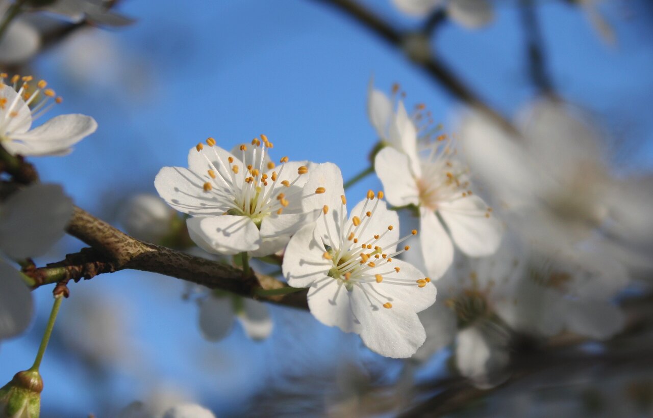In Bloom.jpg
