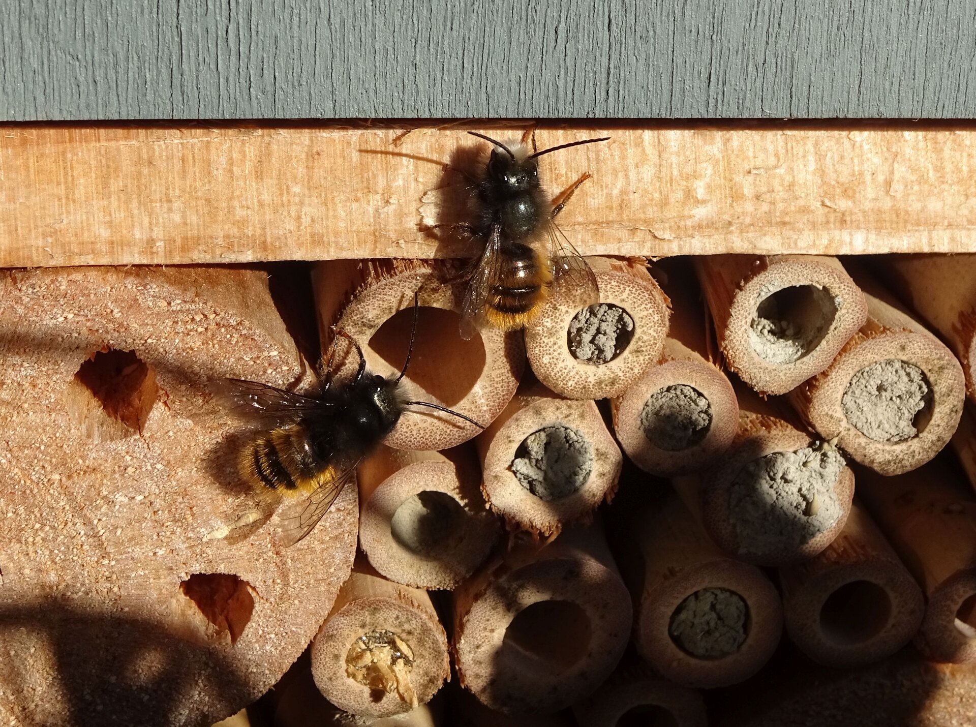Insektenhotel.JPG