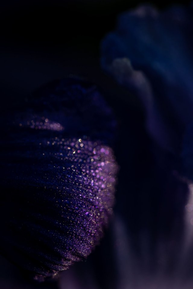 iris-1471s.jpg