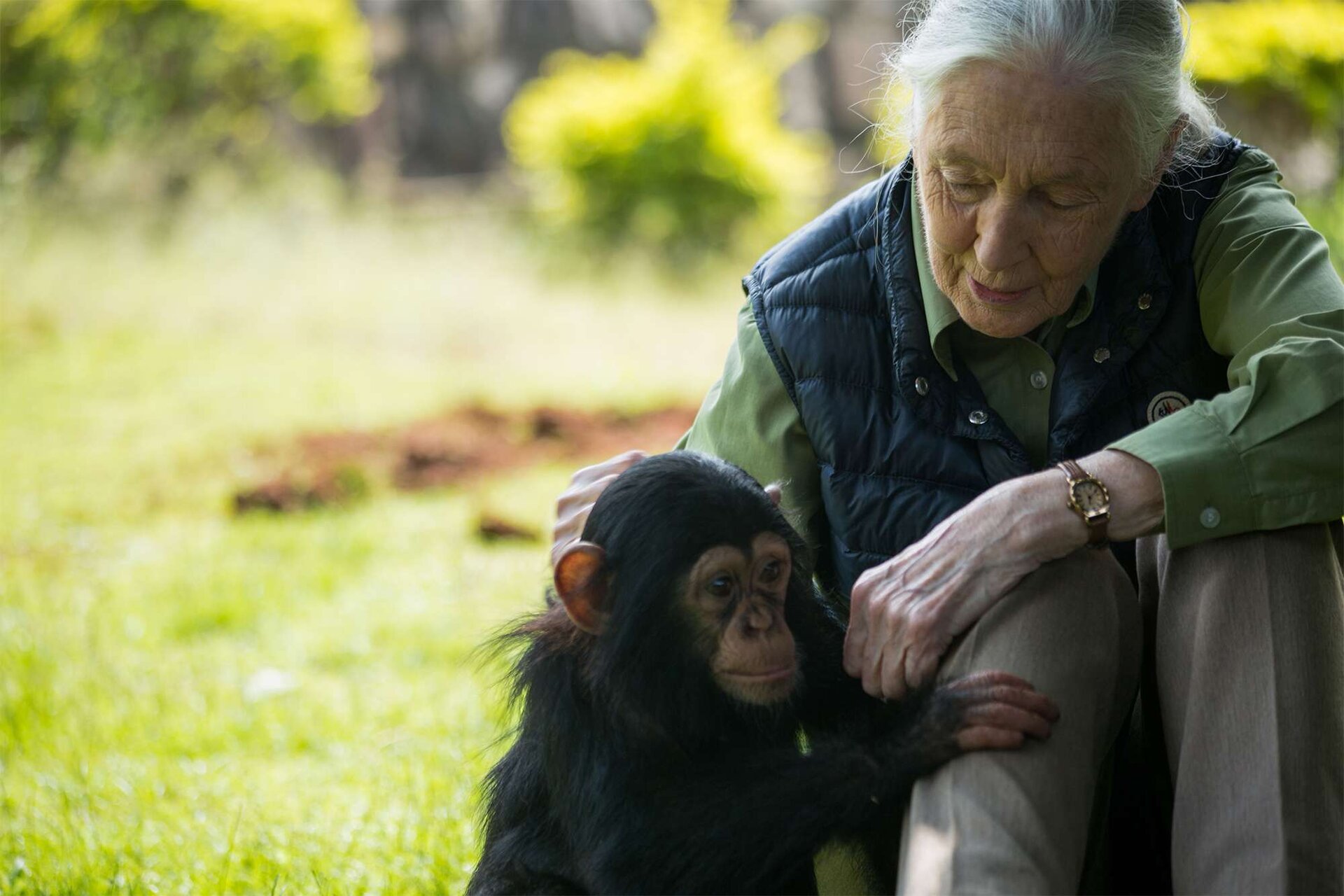 Jane-Goodall-visits-chimp-rescue-center-on-June-9-2018-040225-4361704f9f3b44cbb46095858ea8e39d.jpg