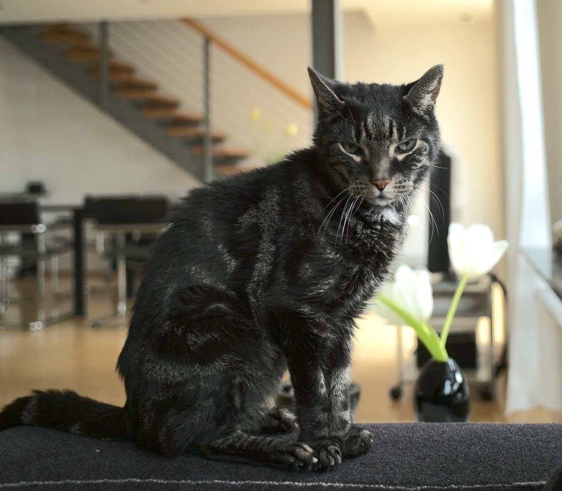 kater.jpg