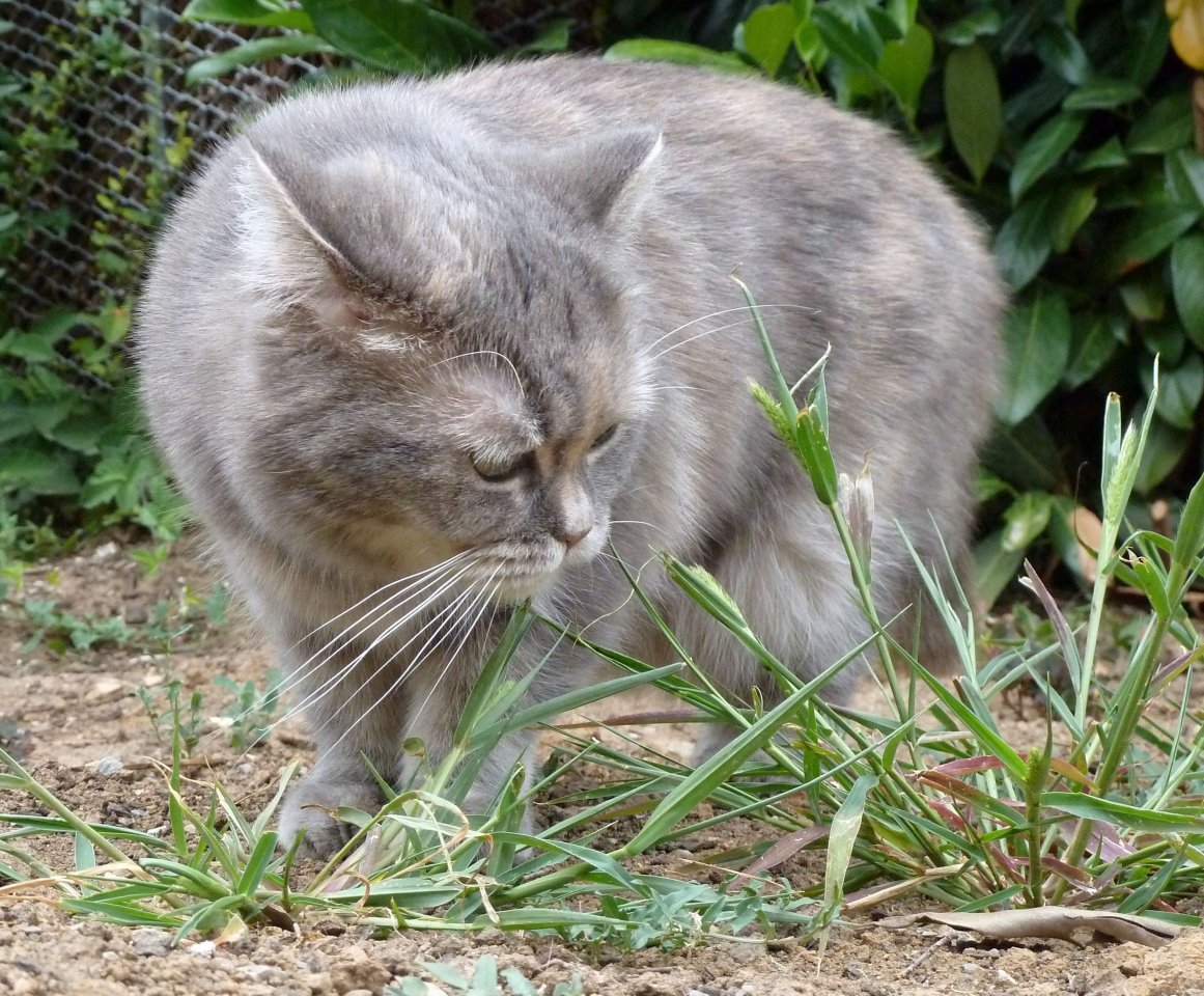 KatzeGarten1.jpg