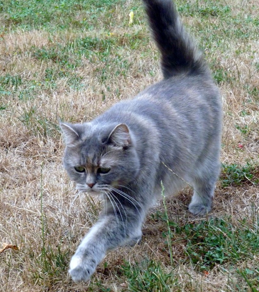 KatzeGarten2.jpg