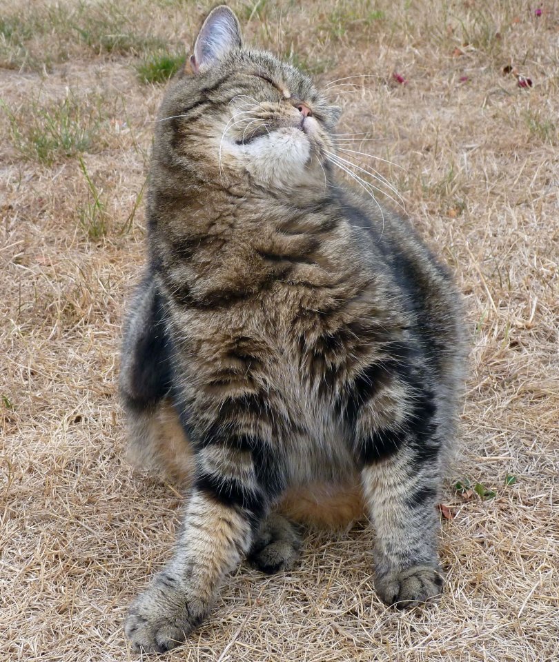 KatzeGarten4.jpg