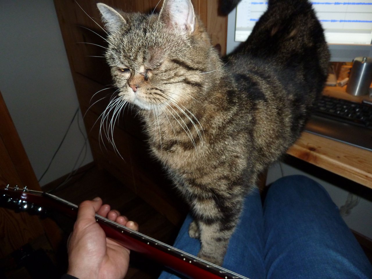 KatzeGitarre.jpg
