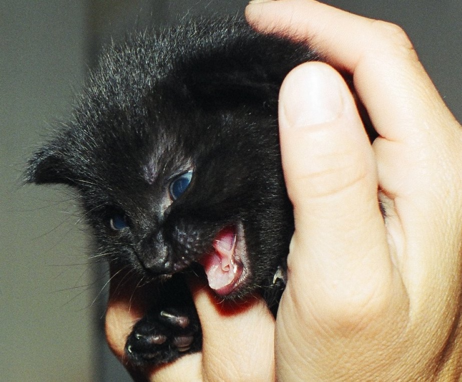 Katzen-2003-1.jpg