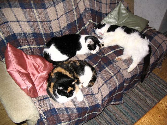 katzen.jpg