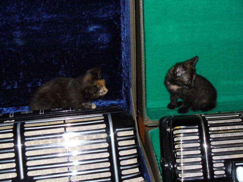 Katzenmusik1.JPG