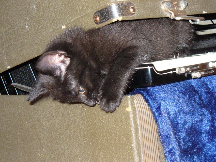 Katzenmusik2.JPG