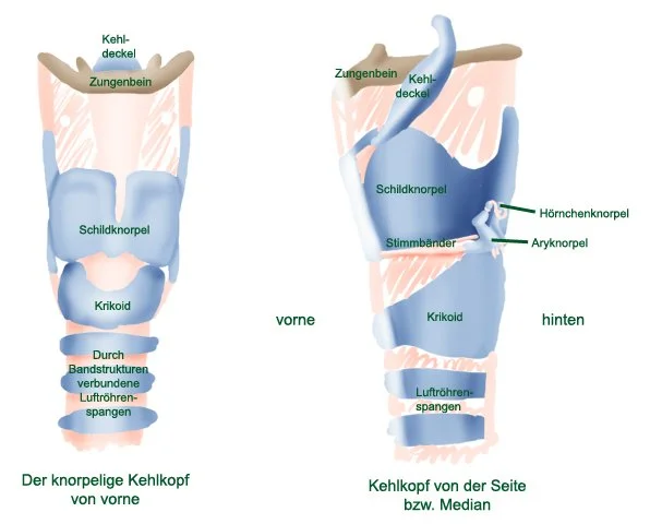 Kehlkopf.webp