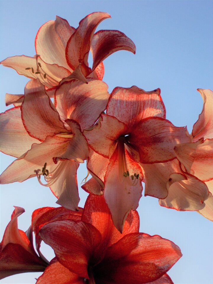 kingbritt Amaryllis1.JPG