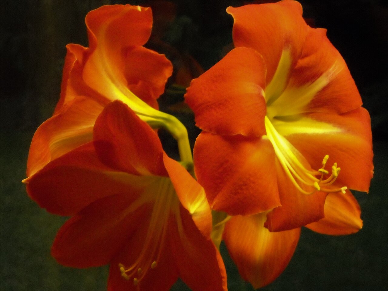 kingbritt amaryllis3.jpg