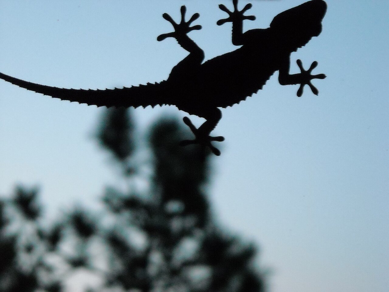 kingbritt Gecko.jpg