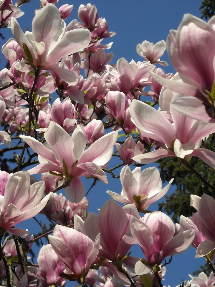 kingbritt magnolia 3.jpg