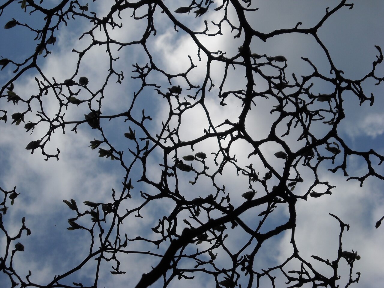 kingbritt magnolia.jpg