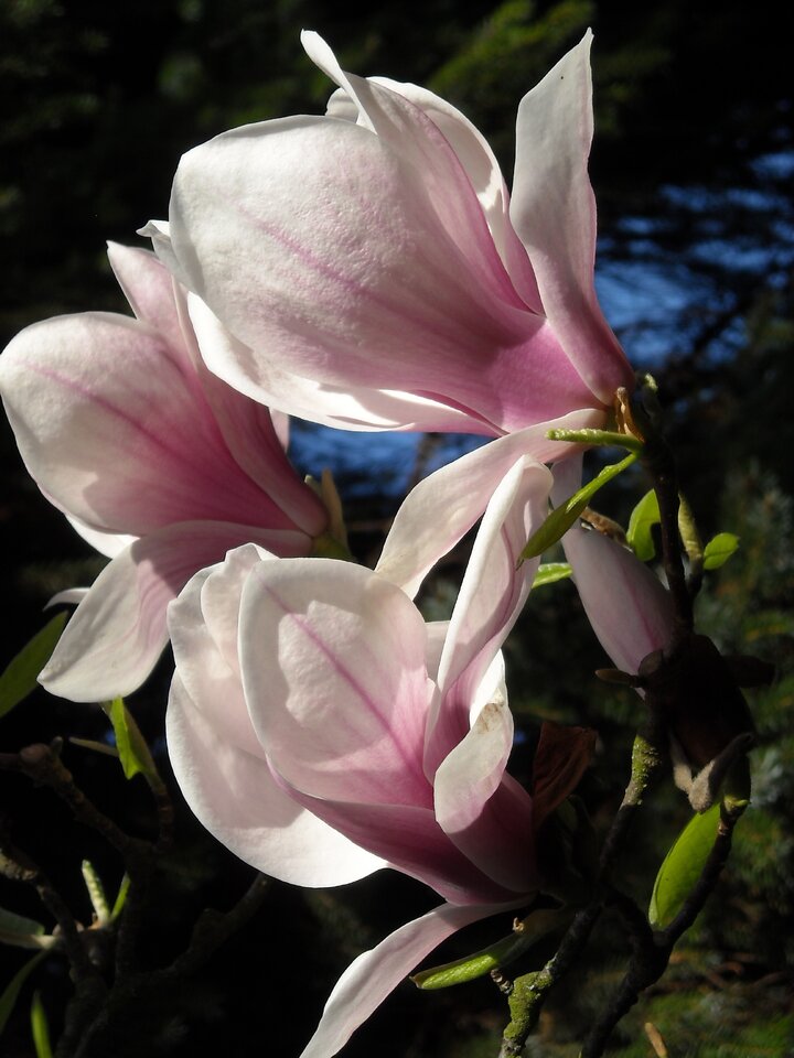 kingbritt magnolia .jpg