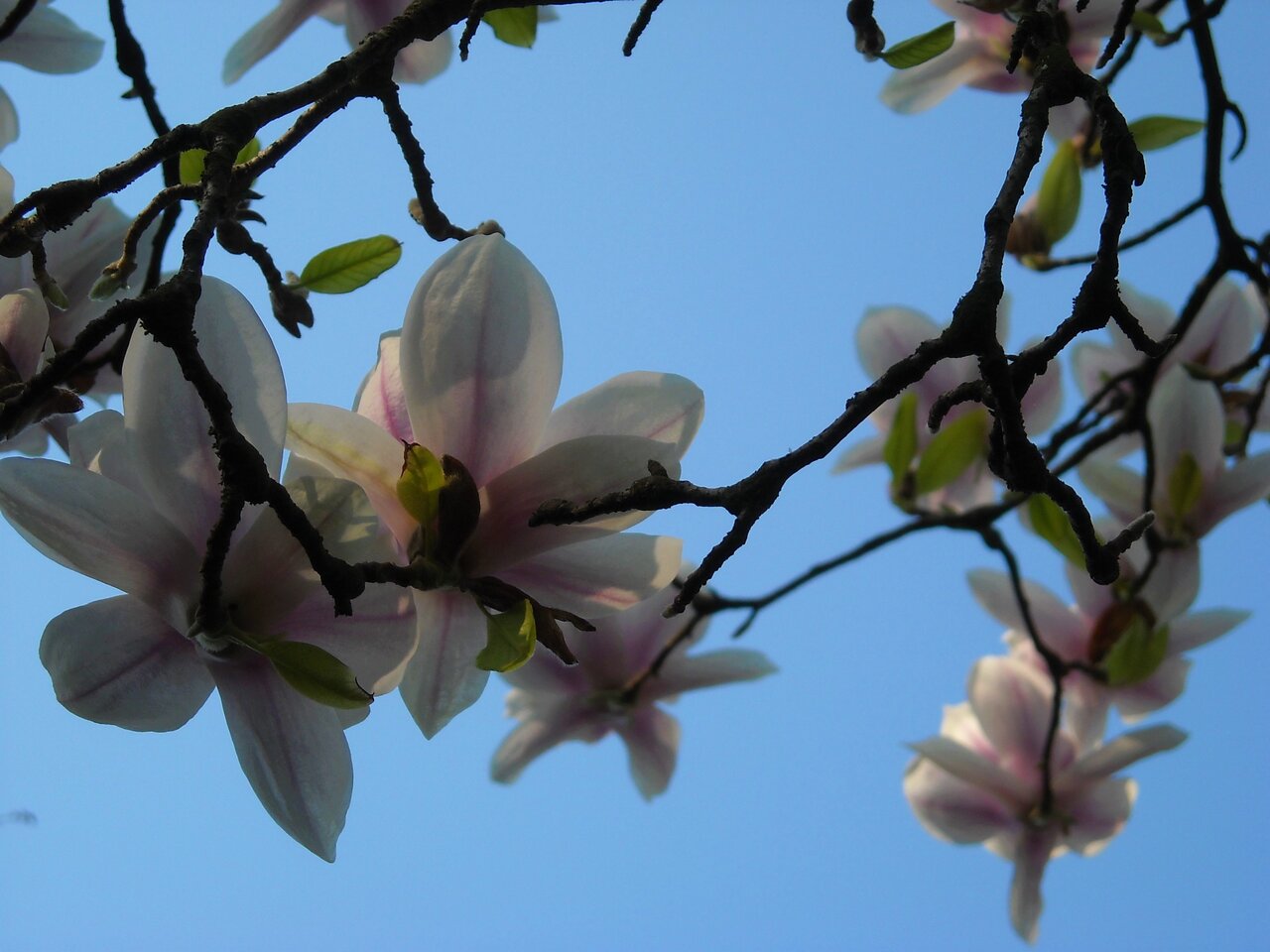kingbritt Magnolien.JPG