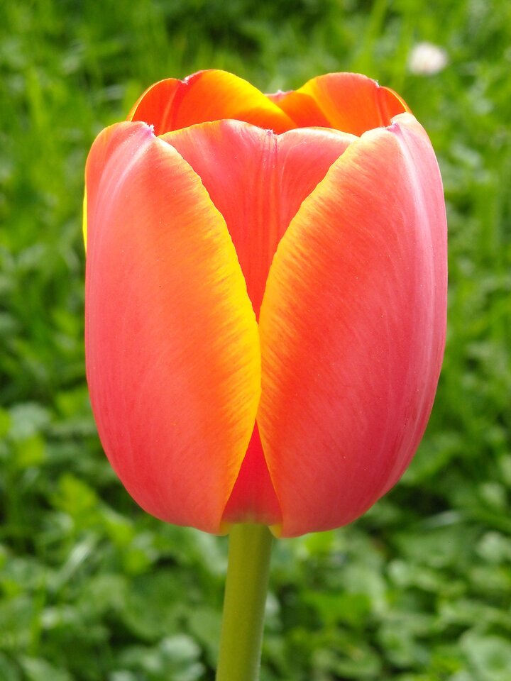 kingbritt tulpe.jpg