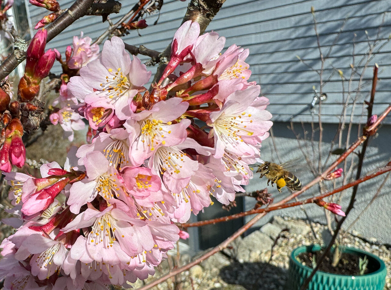 Kirschblüten 02-03.jpg