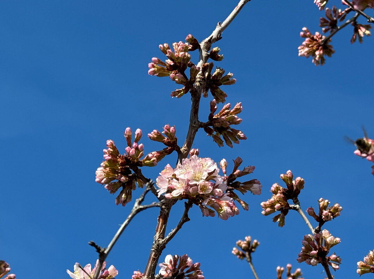 Kirschblüten 1.jpg