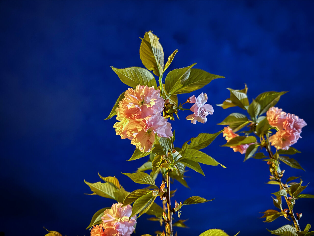 Kirschblüten b N.jpg