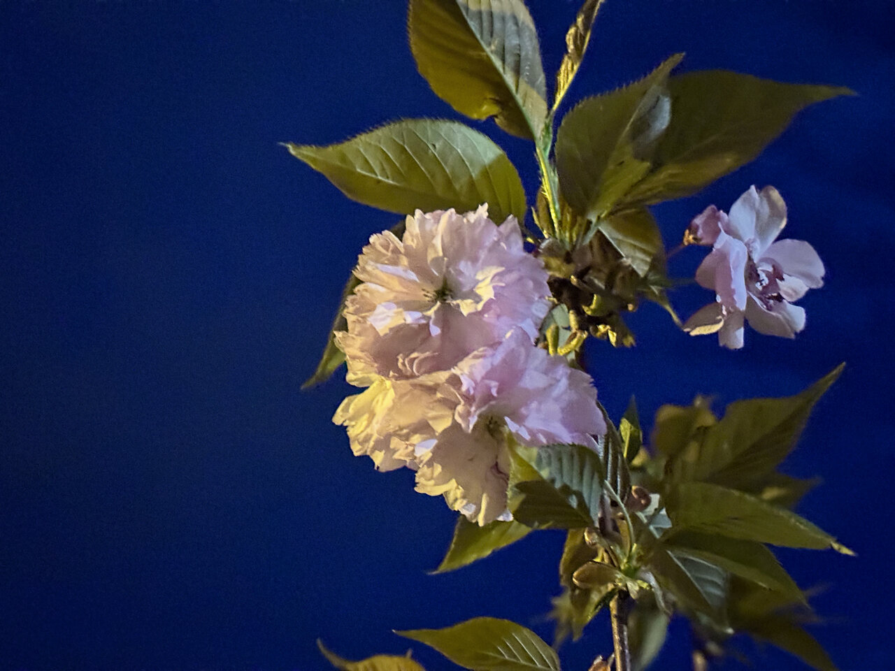 Kirschblüten b Na.jpg