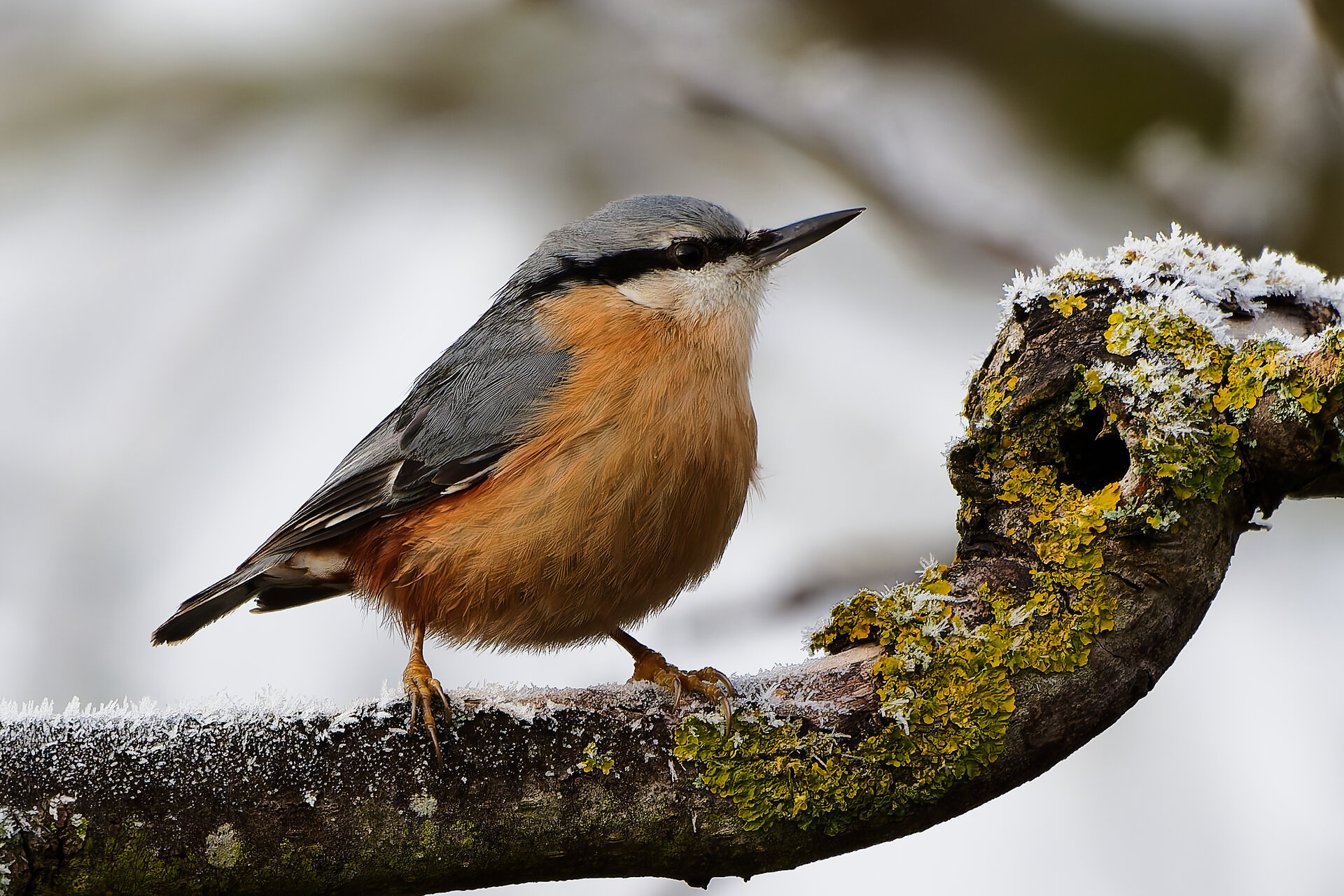 kleiber 26.01.21.jpg