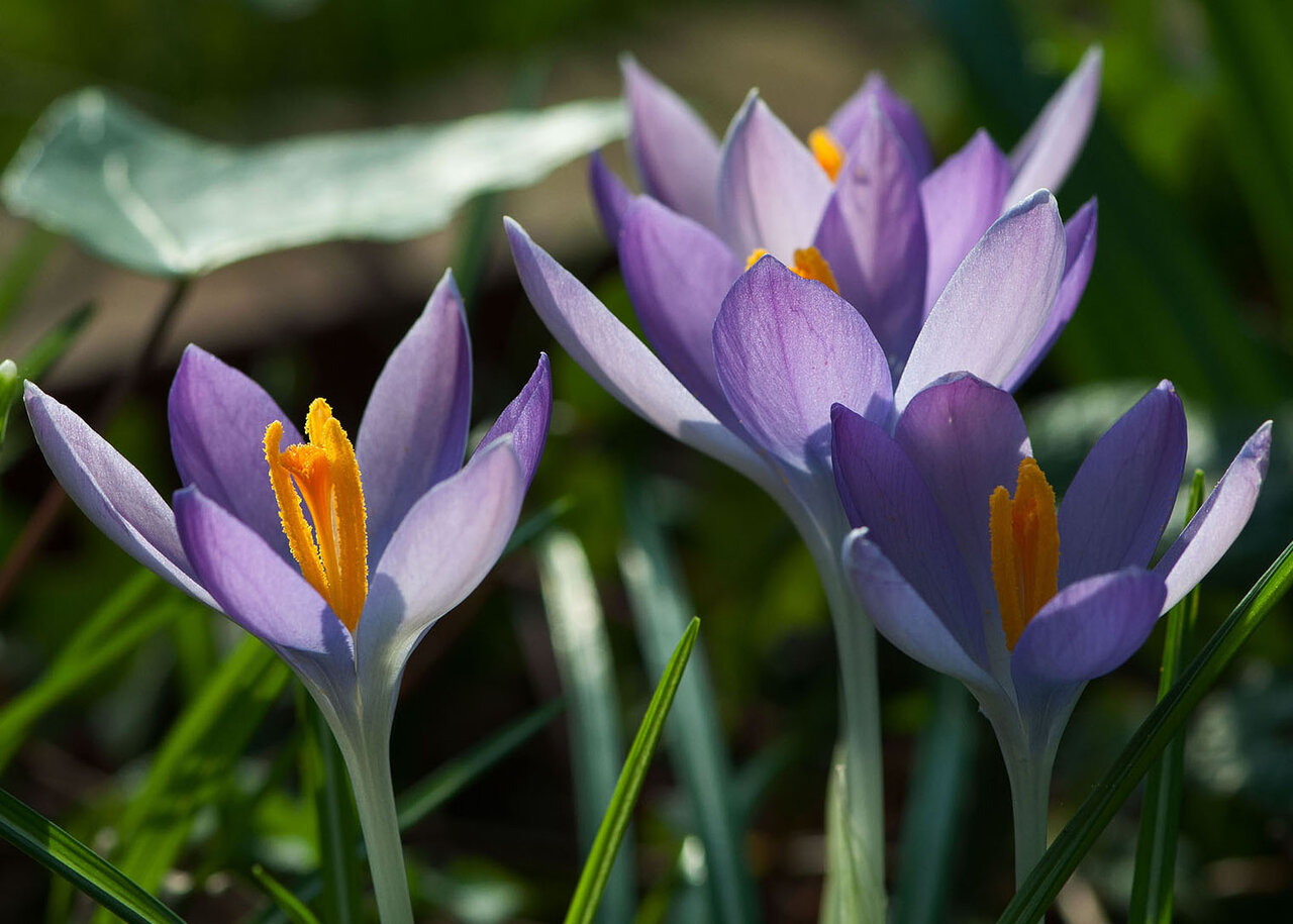 Krokusse 4.jpg