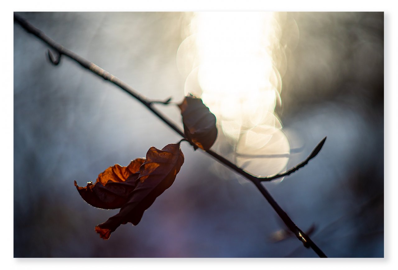 last-leaves-1400px.jpg