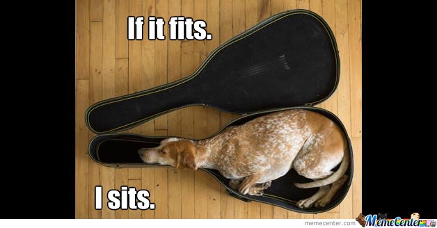 level-dog-guitar_o_1639293.jpg