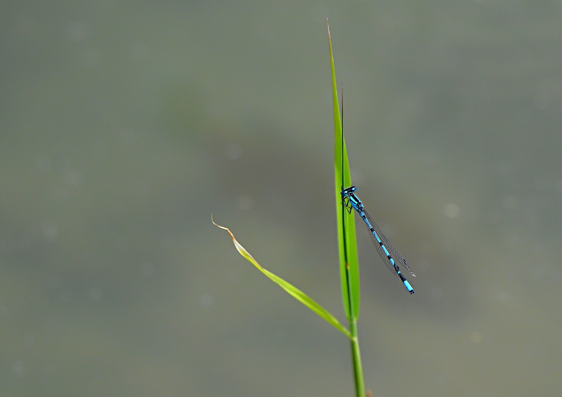 libelle.jpg