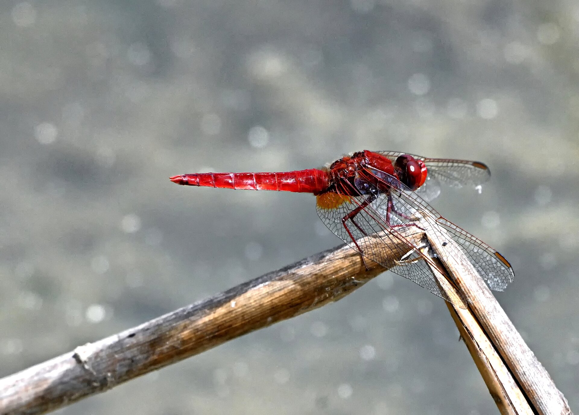 libelle2.jpg