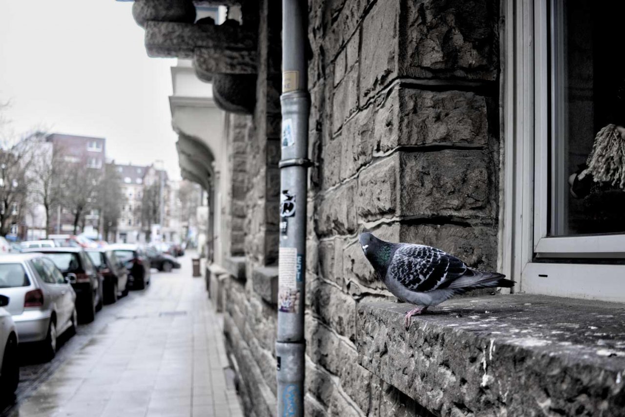 m-stueve-taube.jpg