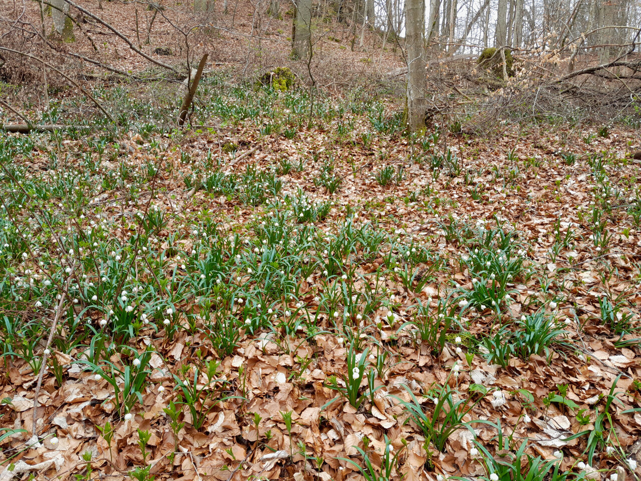 Märzenbecher_20230406_114014.JPG