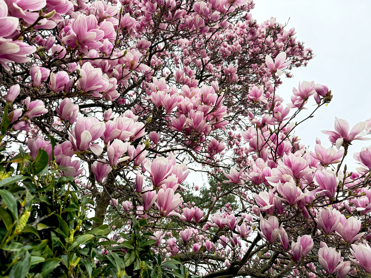 Magnolien.jpg