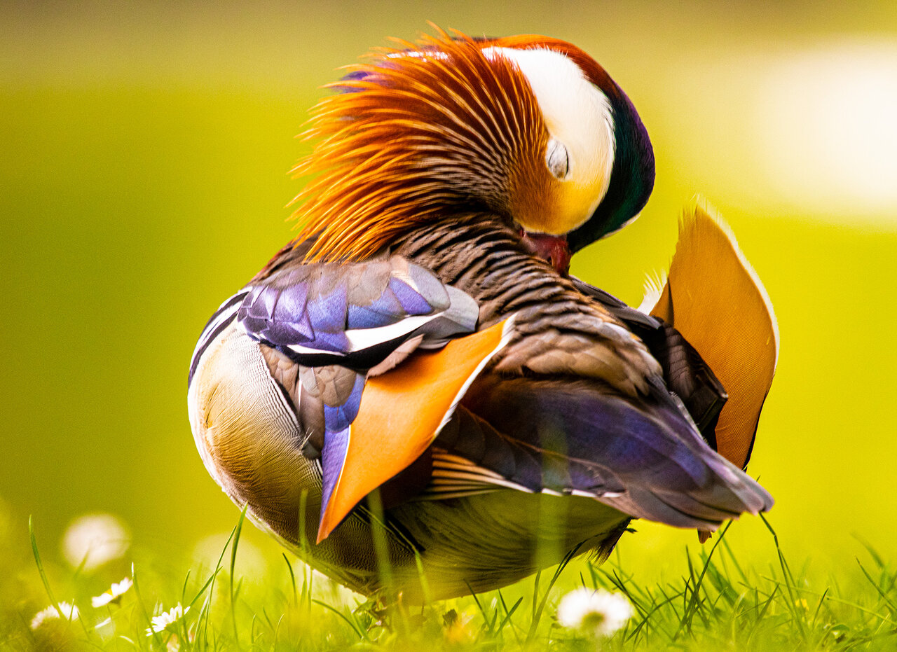 mandarin_IMG_6744.jpg
