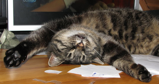 miezekater.jpg
